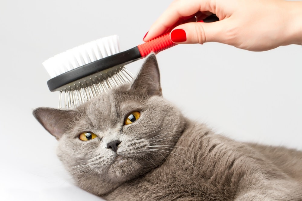 cat hates grooming. what can you do about it