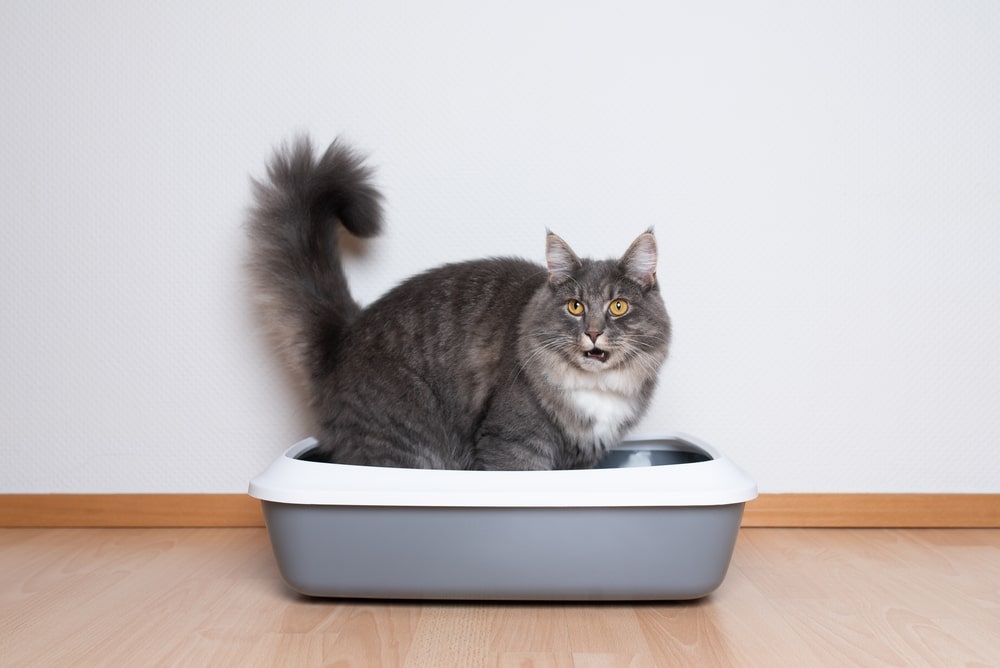 cat using litter box in pain