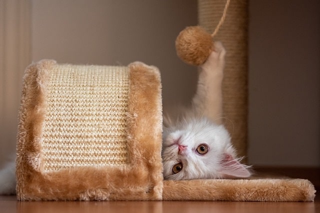 cat on scratching post