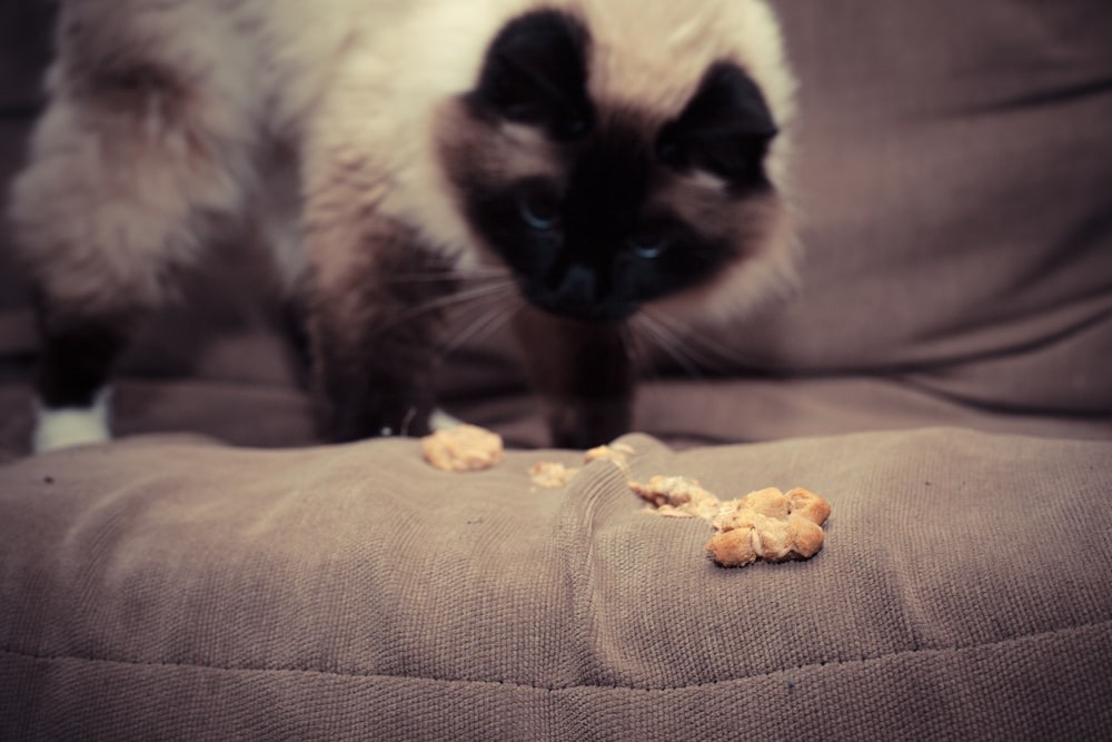 natural remedy cat hairball