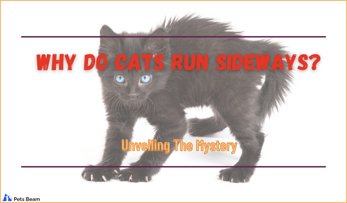 Why Do Cats Run Sideways? (Unveiling The Mystery)