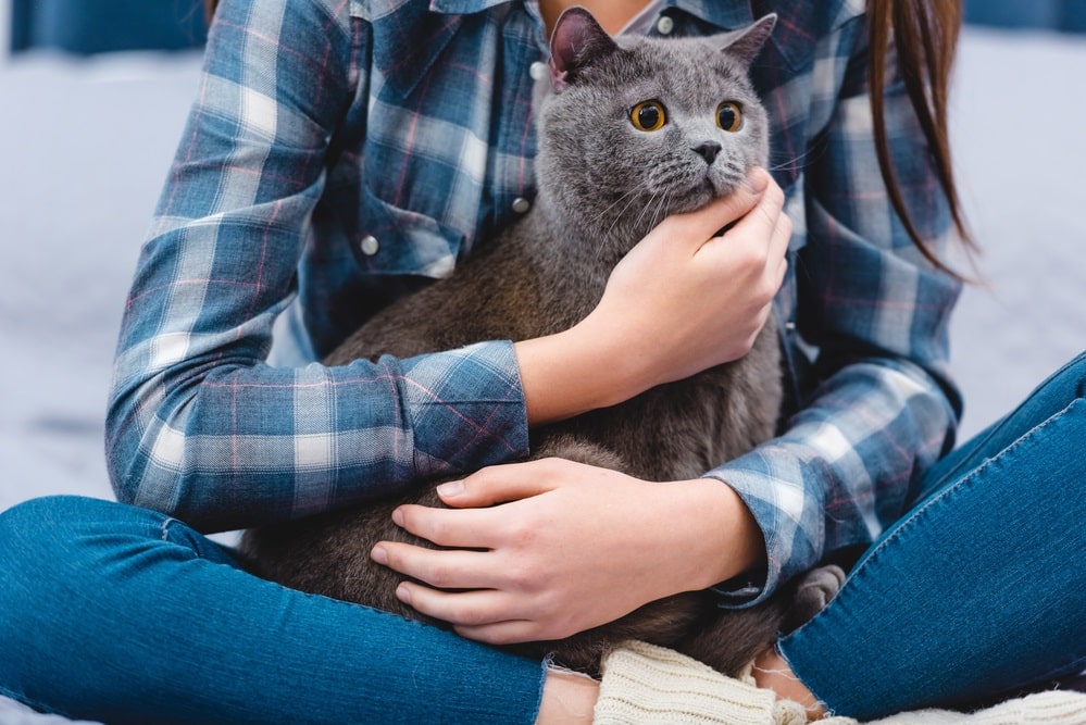 Why Is My Cat Suddenly Clingy Answered Explained PetsBeam