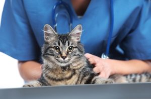 My Cat Is Leaking Brown Liquid (What Should I Do?) - PetsBeam.com