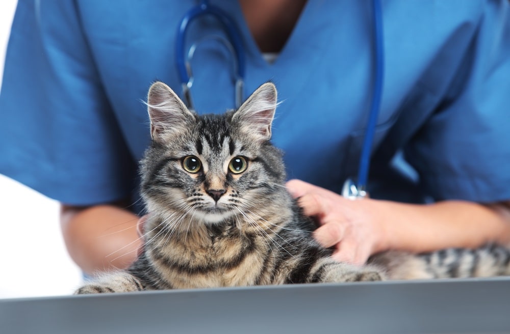 cat at the vet