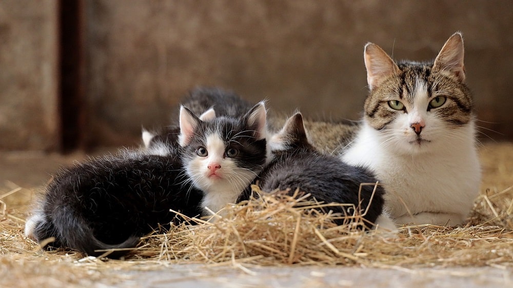 mother cat with her kittens