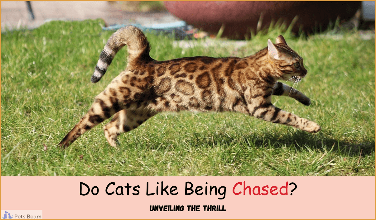 Do Cats Like Being Chased? (Unveiling The Thrill)