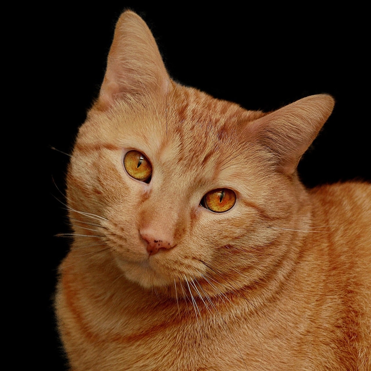 A Guide To Orange Cat Breeds | atelier-yuwa.ciao.jp