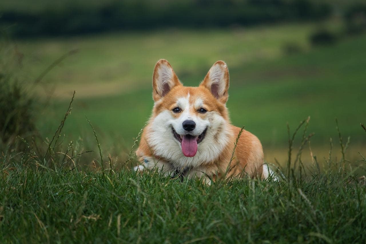 are terrier corgis high maintenance