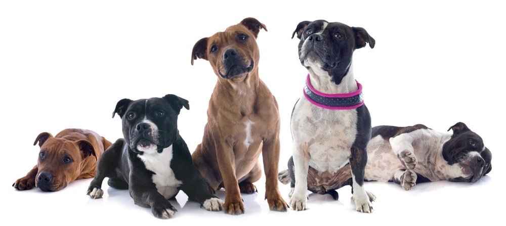 what age do staffordshire bull terriers head split