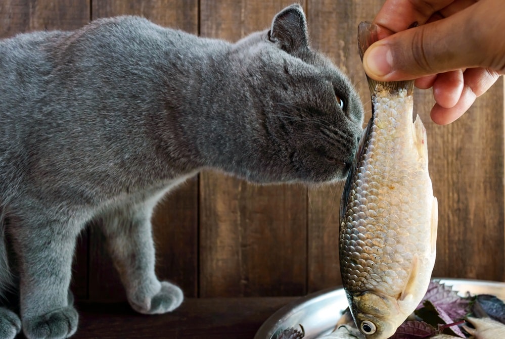 fish diet for cats