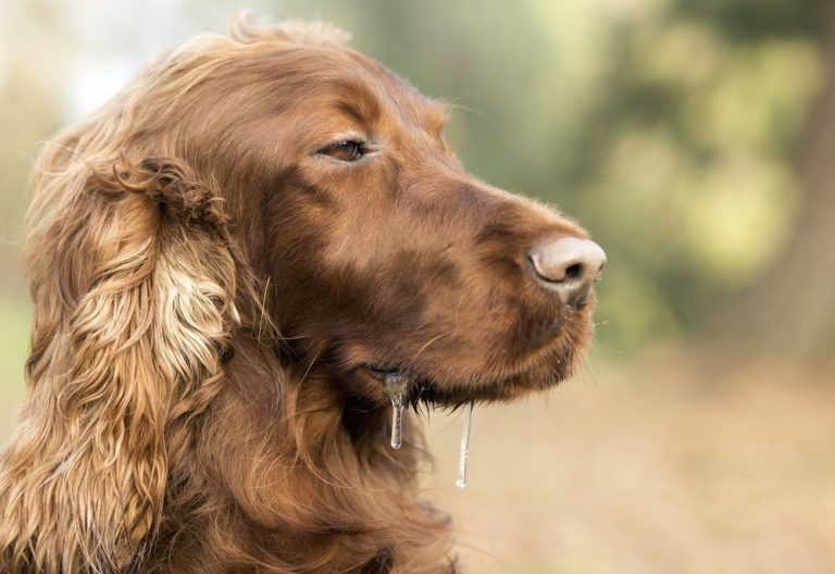 Can Dogs Spit? (4 Crucial Facts You Need To Know)