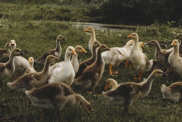 Do Cats Eat Ducks Quack VS Meow PetsBeam Do Cats Eat Ducks Quack VS Meow PetsBeam