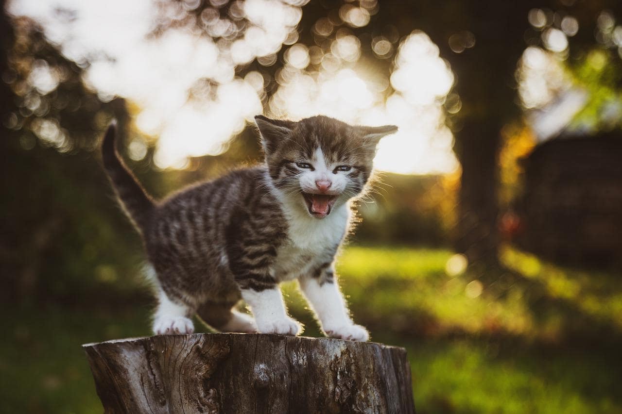 how-long-can-kittens-go-without-food-petsbeam