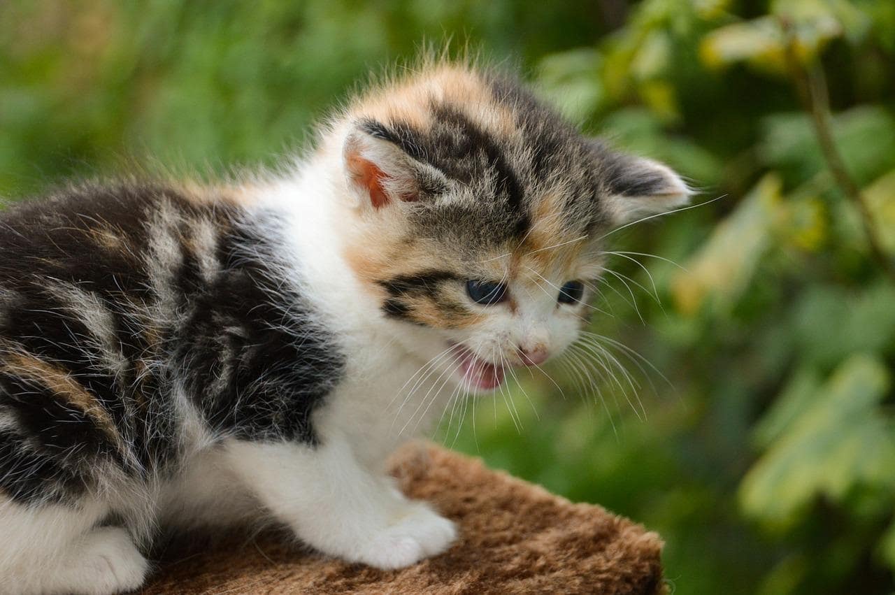I Just Got A Kitten And It Won t Stop Meowing PetsBeam