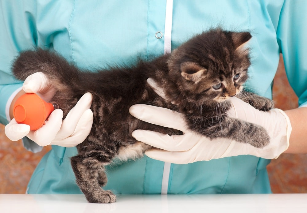 What to Expect After the Cat Has an Enema 