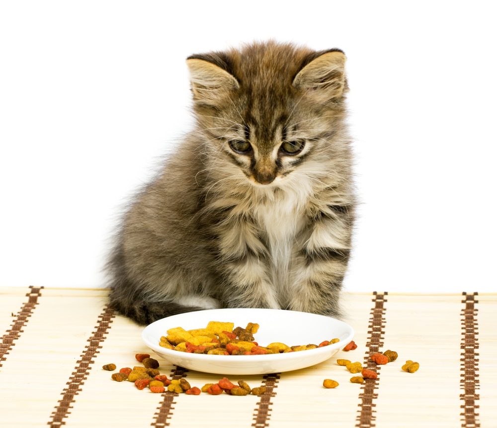 cat staring at dry food or kibbles