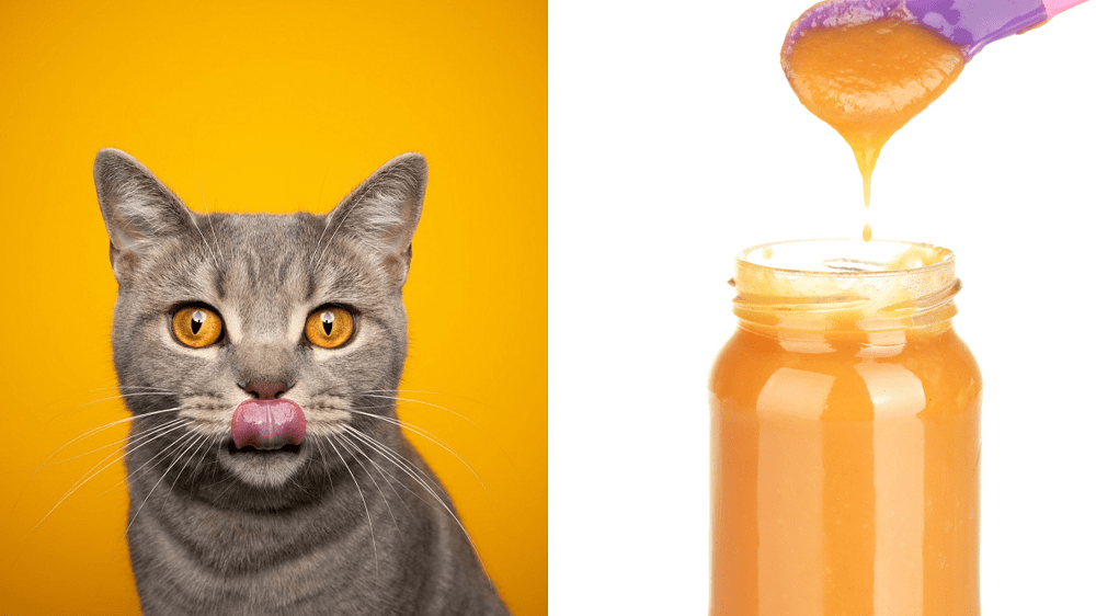 Baby food 2025 for cats