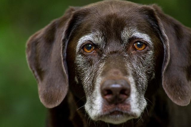 is it rare for a dog to have a brown nose