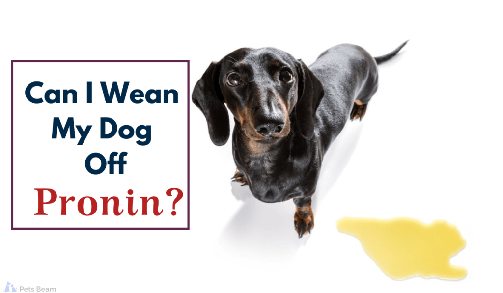 Can I Wean My Dog Off Proin? (The Right Steps To Take)