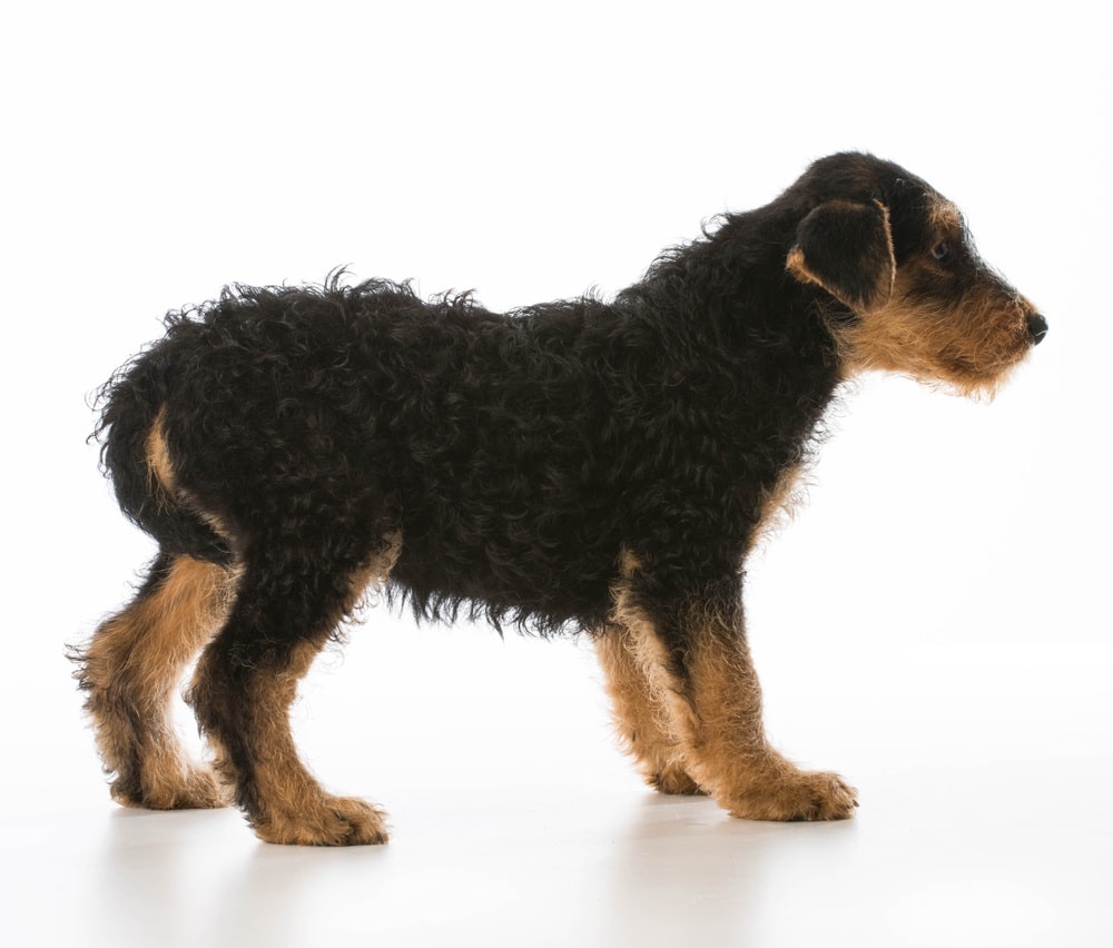 Dog Has Tail Between Legs And Acting Weird? ( You Need To Read This