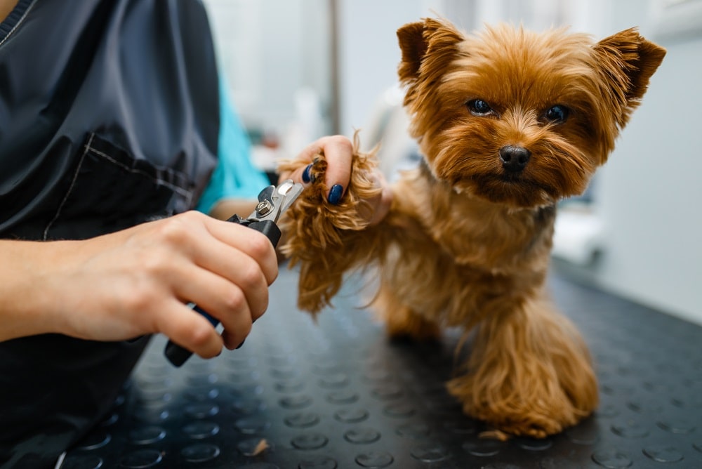 why is my dog shaking after grooming