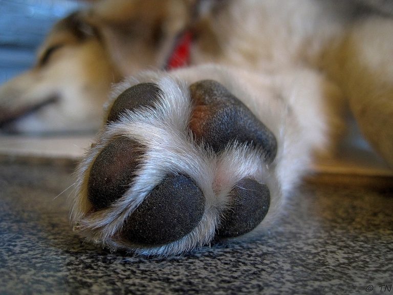 Dogs With Pink Paw Pads (Is This Normal Or Not?)