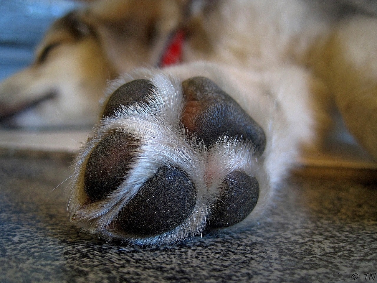 Dogs With Pink Paw Pads (The Hidden Health Implications) - PetsBeam.com