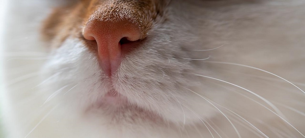 why do cats touch noses