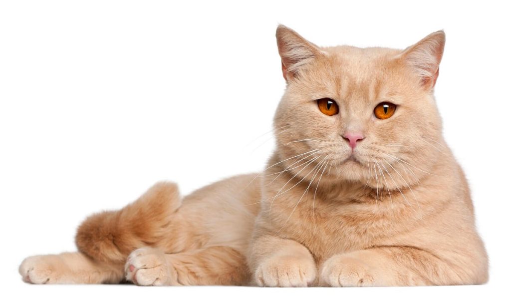 Black Spots On My Cat's Anus (What On Earth Is It?)