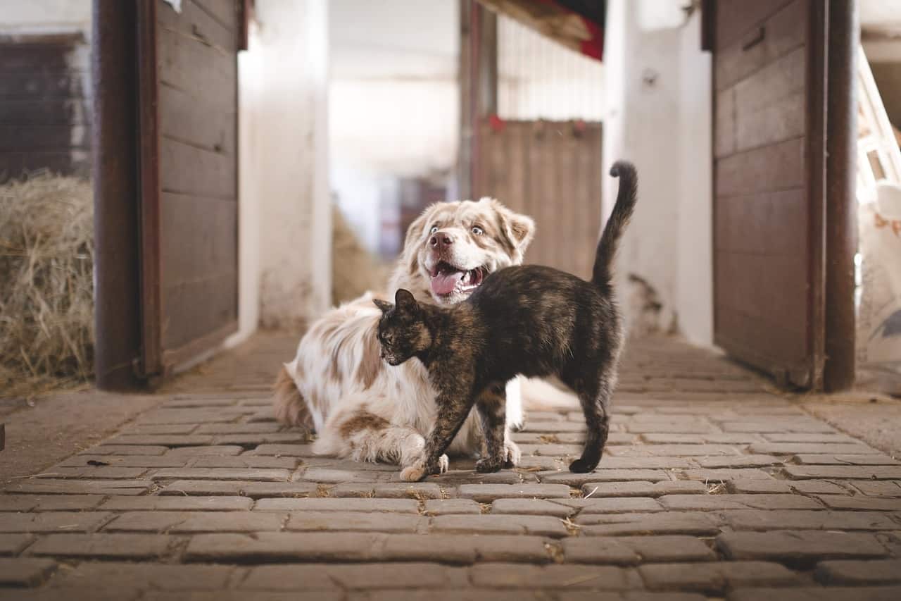 male cat trying to make femalle dog pregnant