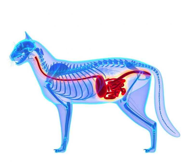 Cat Leaking Poop Everywhere (What Is Happening?!)