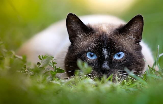 siamese cat hunting