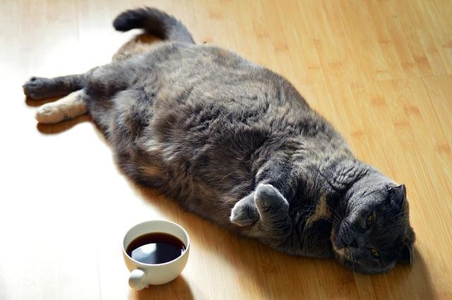 fat cat lying on floor