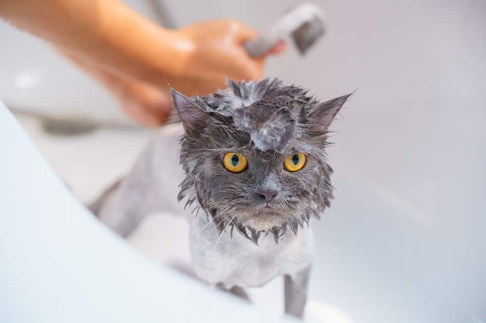 bathing a stray cat