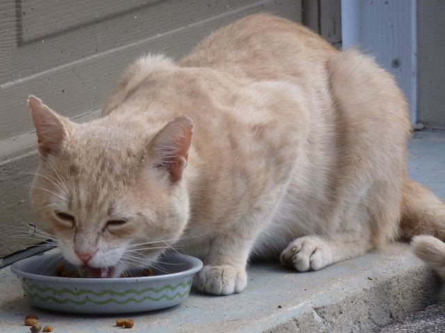 hungry stray cat