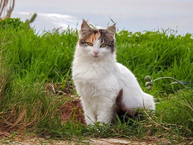 stray cat looking shelter