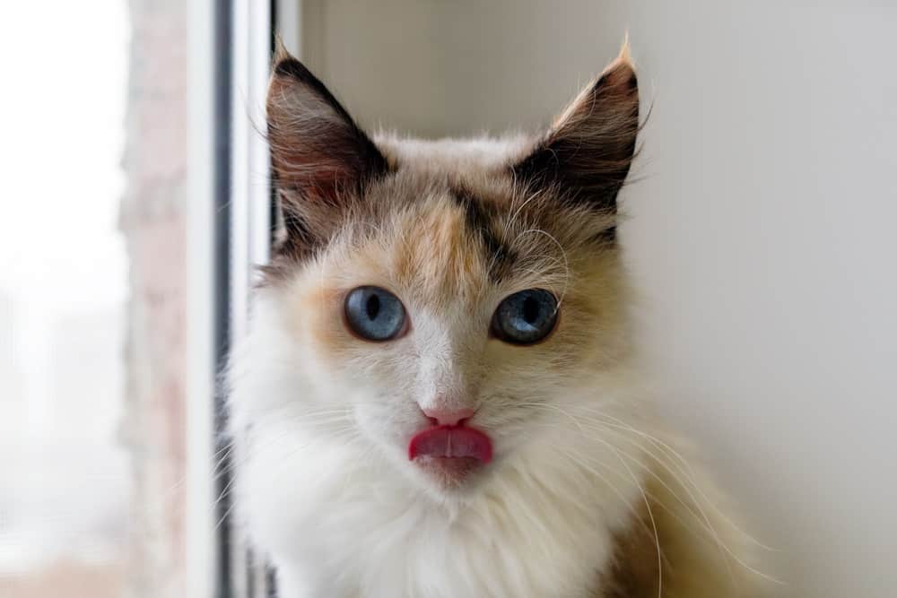 Gray Calico Cat With Blue Eyes