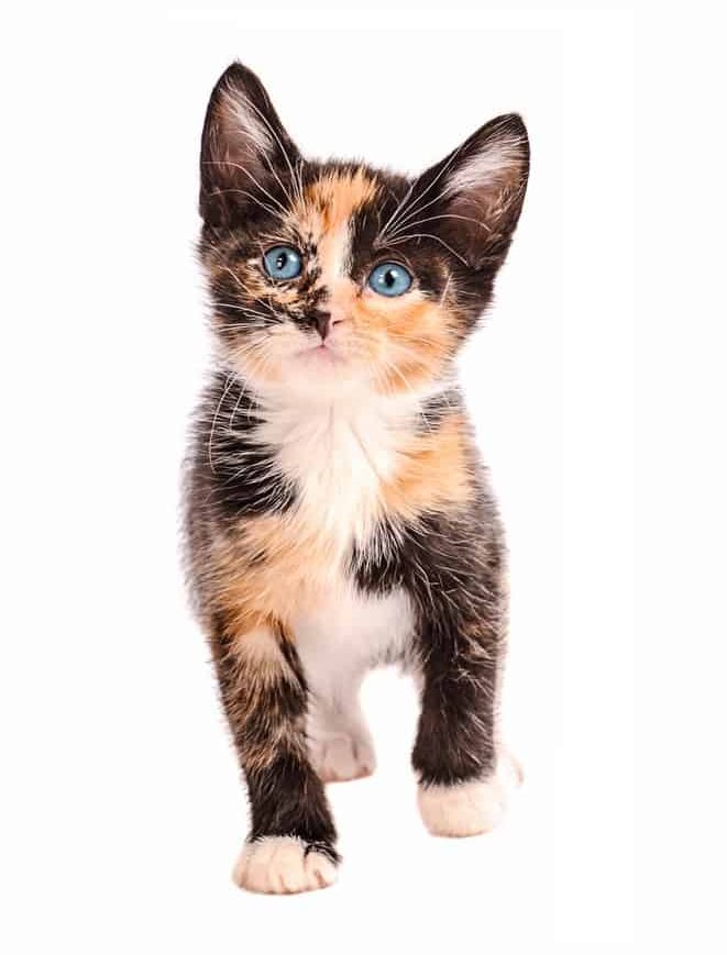 Имя кэт. Калико кошка. Calico Cat. Calico Cat female.