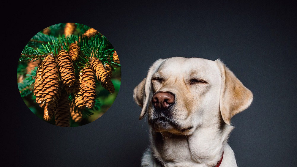 are pine cones good for dogs