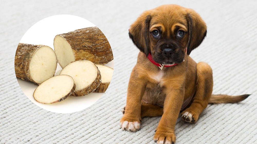 is cassava flour bad for dogs