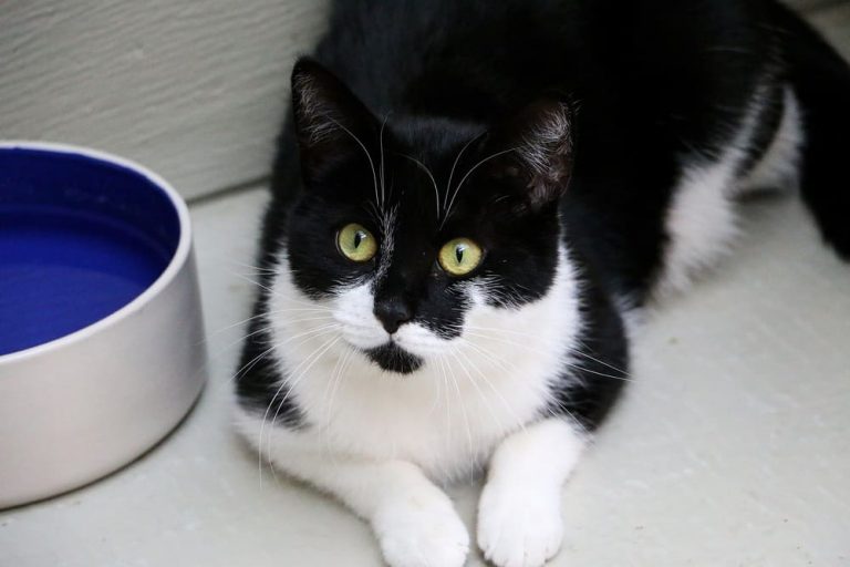 My Cat Stares At The Water Bowl Without Drinking (The Water Bowl
