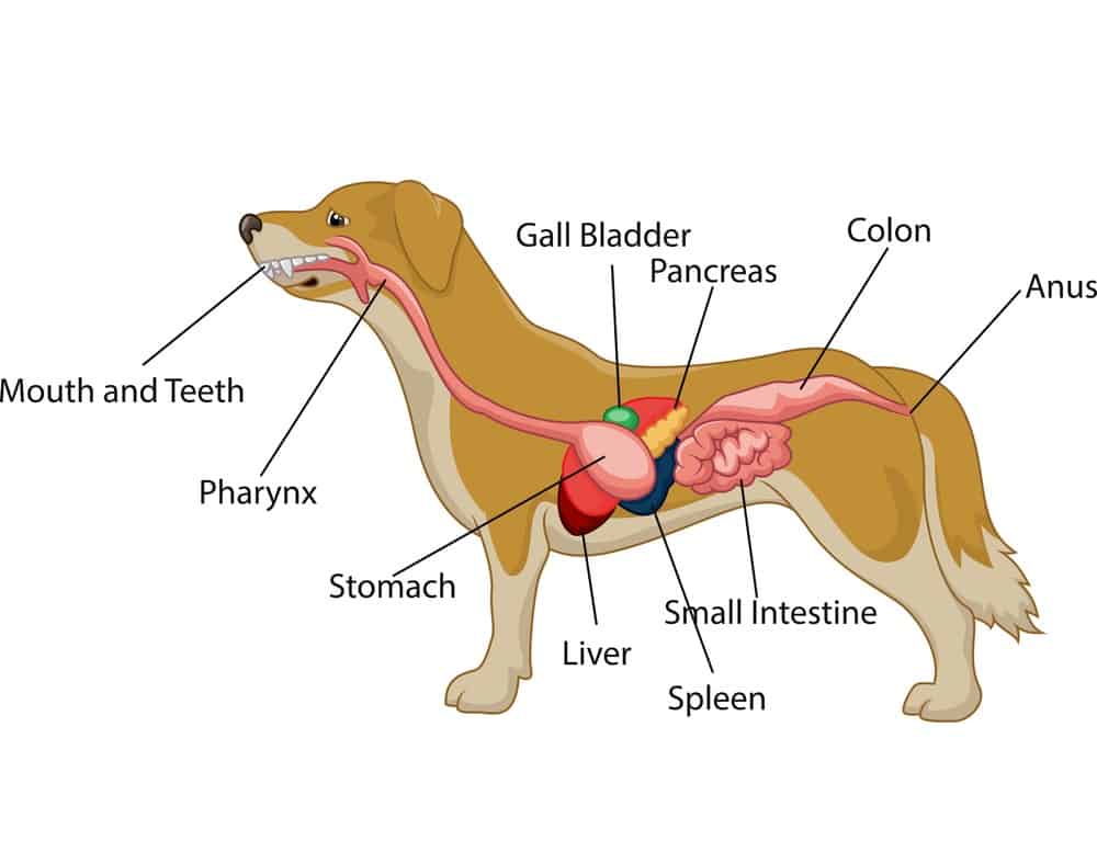 dog cross section