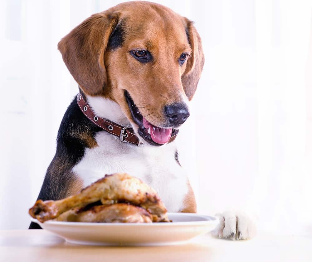 dog eating cooked meat that has spoiled