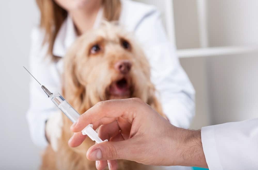 intramuscular injection sites dogs