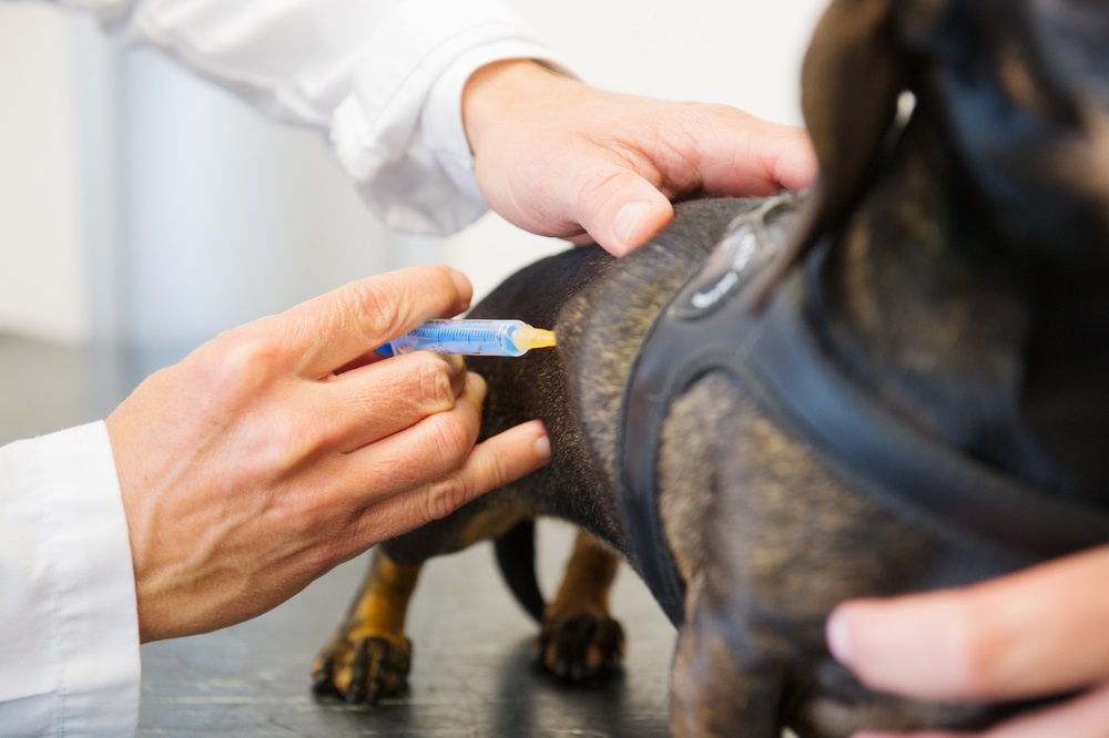 dog getting injection in leg