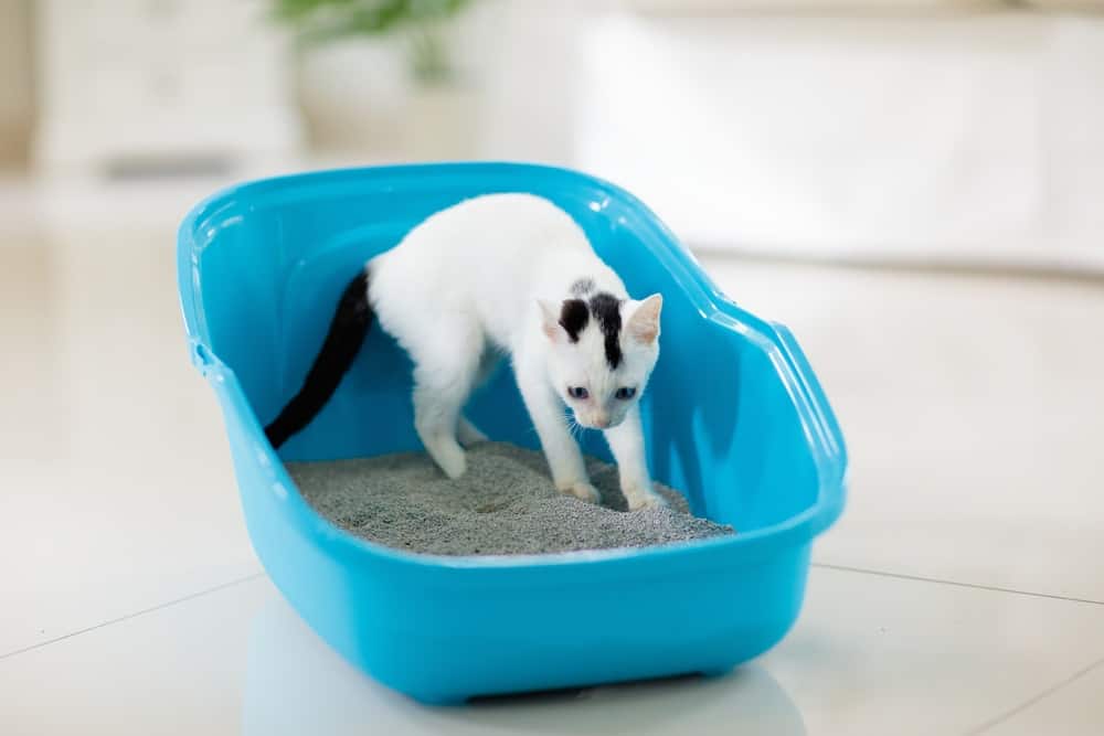 kitten meow when digging in litter box