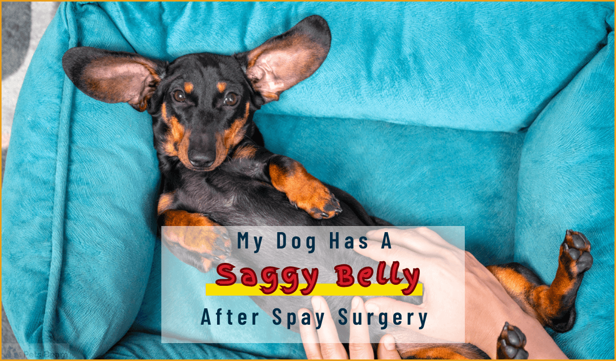 My Dog Has A Saggy Belly After Spay Surgery (Is This Normal