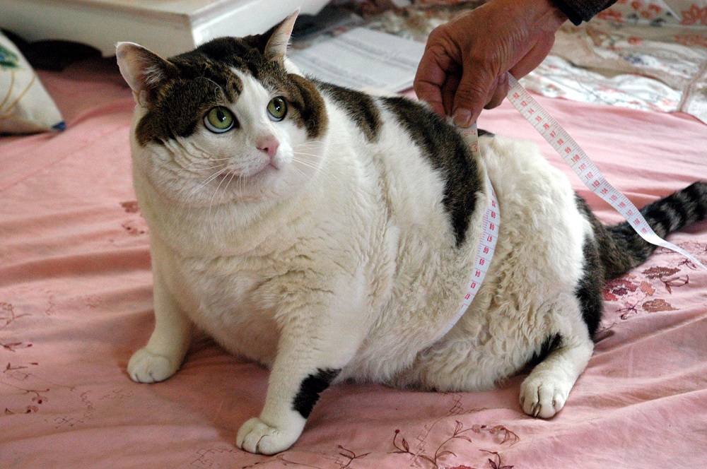 fat cat with diabetes