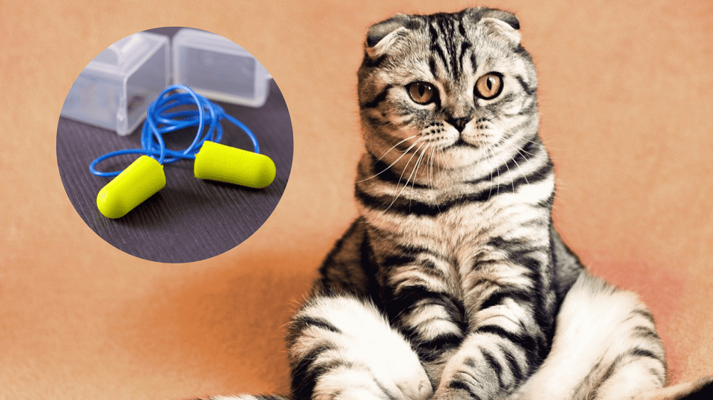 Cat ate hotsell rubber toy