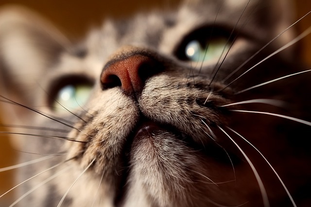 cat pictures of inflamed lips